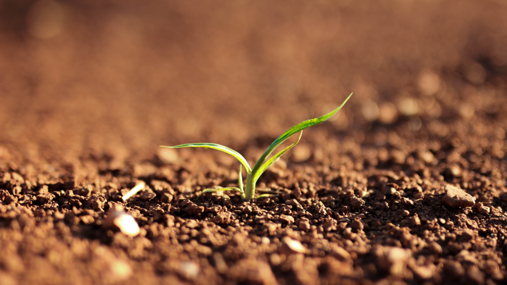 5 Ways to Make Soil Less Acidic